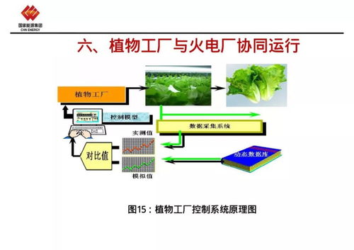 植物工廠與火電廠協(xié)同運(yùn)行 能源與農(nóng)業(yè)的共生之道